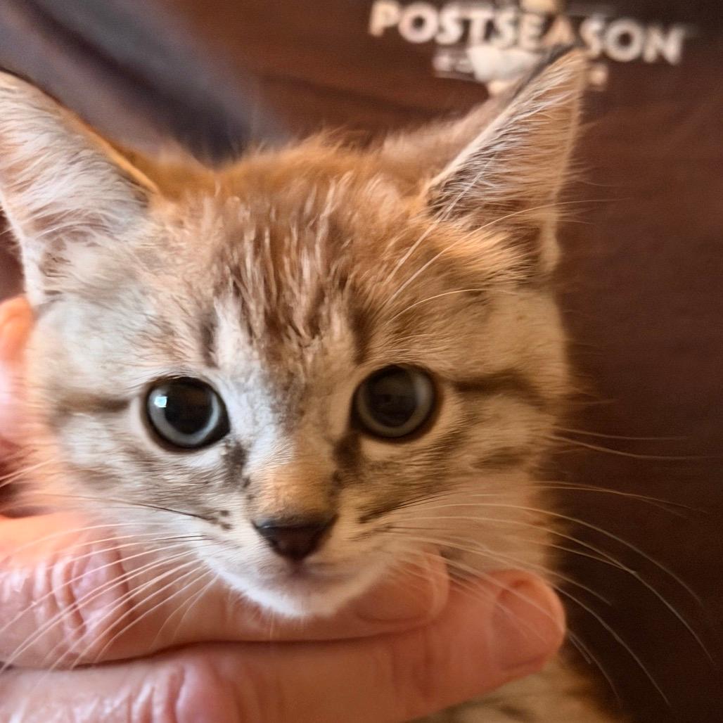 Mocha
