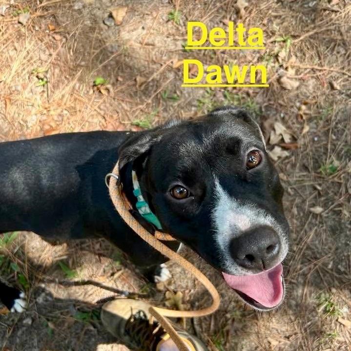 Delta Dawn