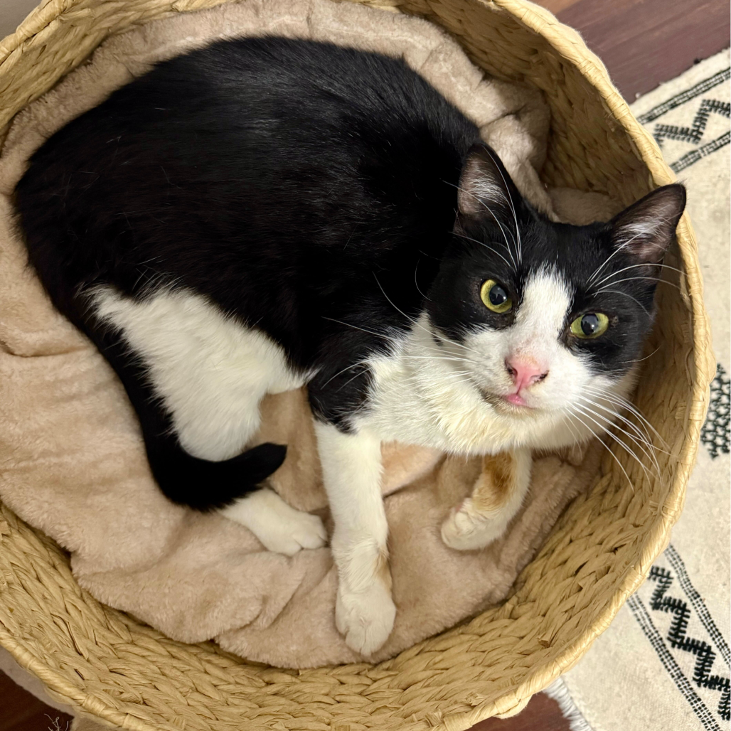 Opus (Opie)