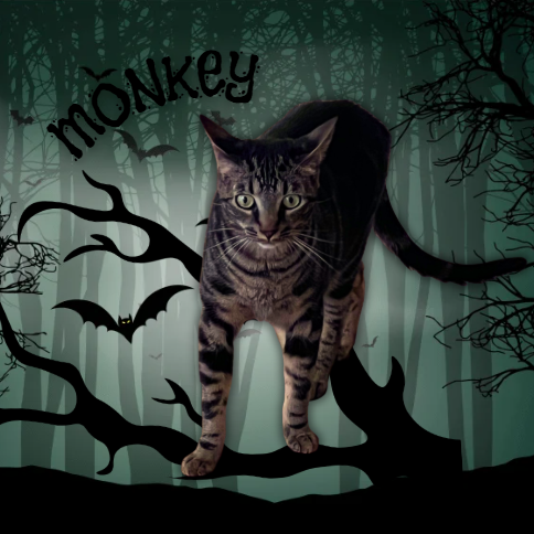 Monkey