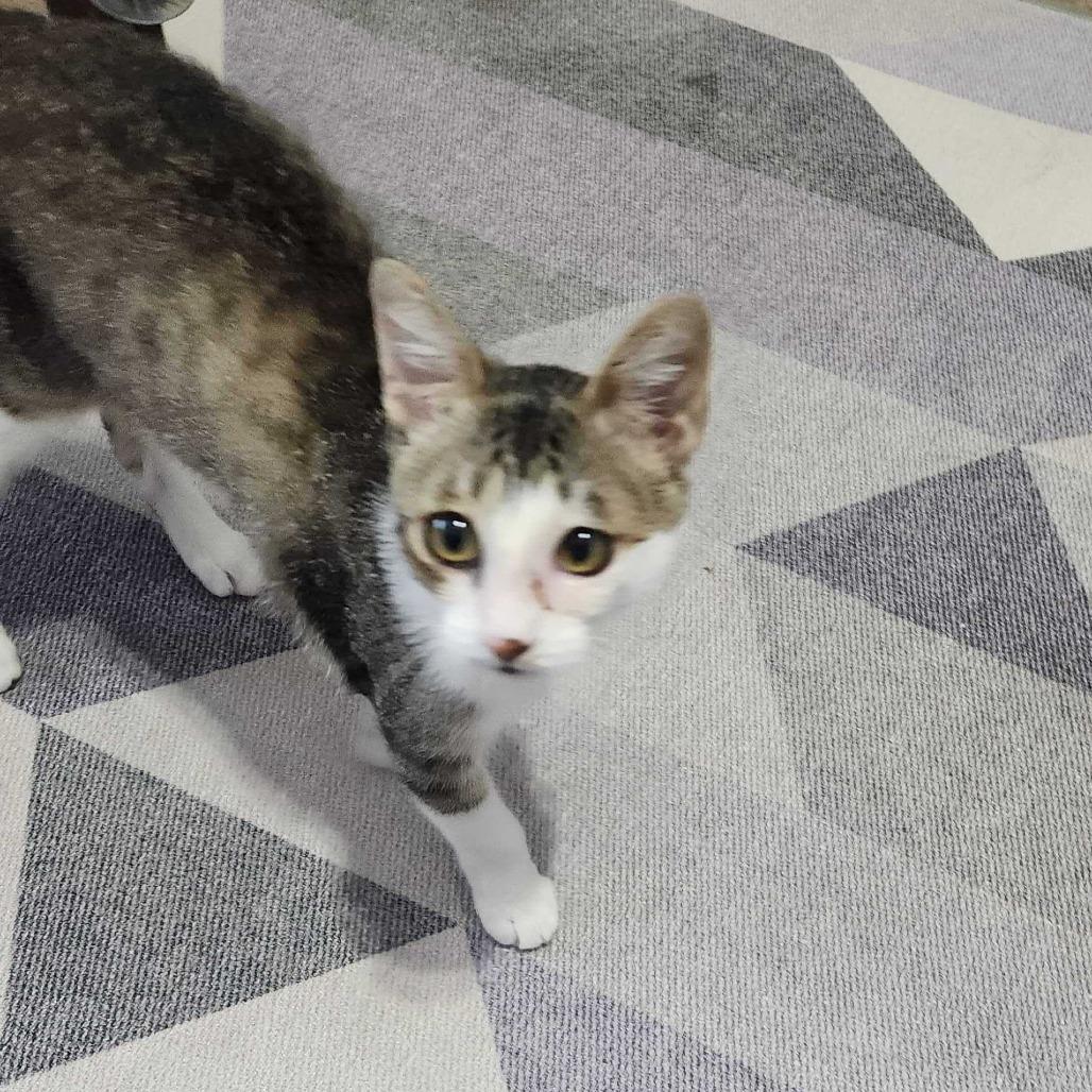 Tom Kitten