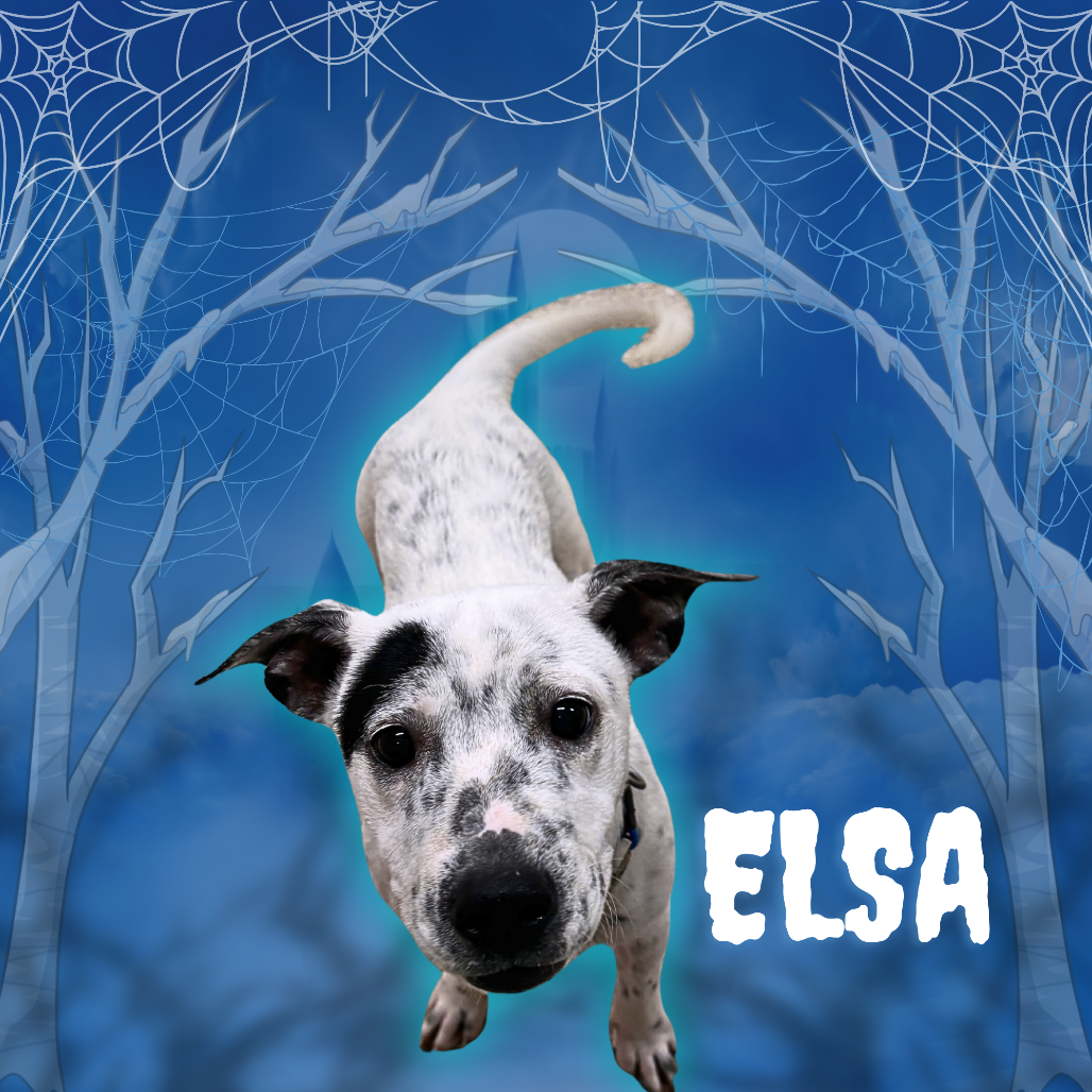 Elsa