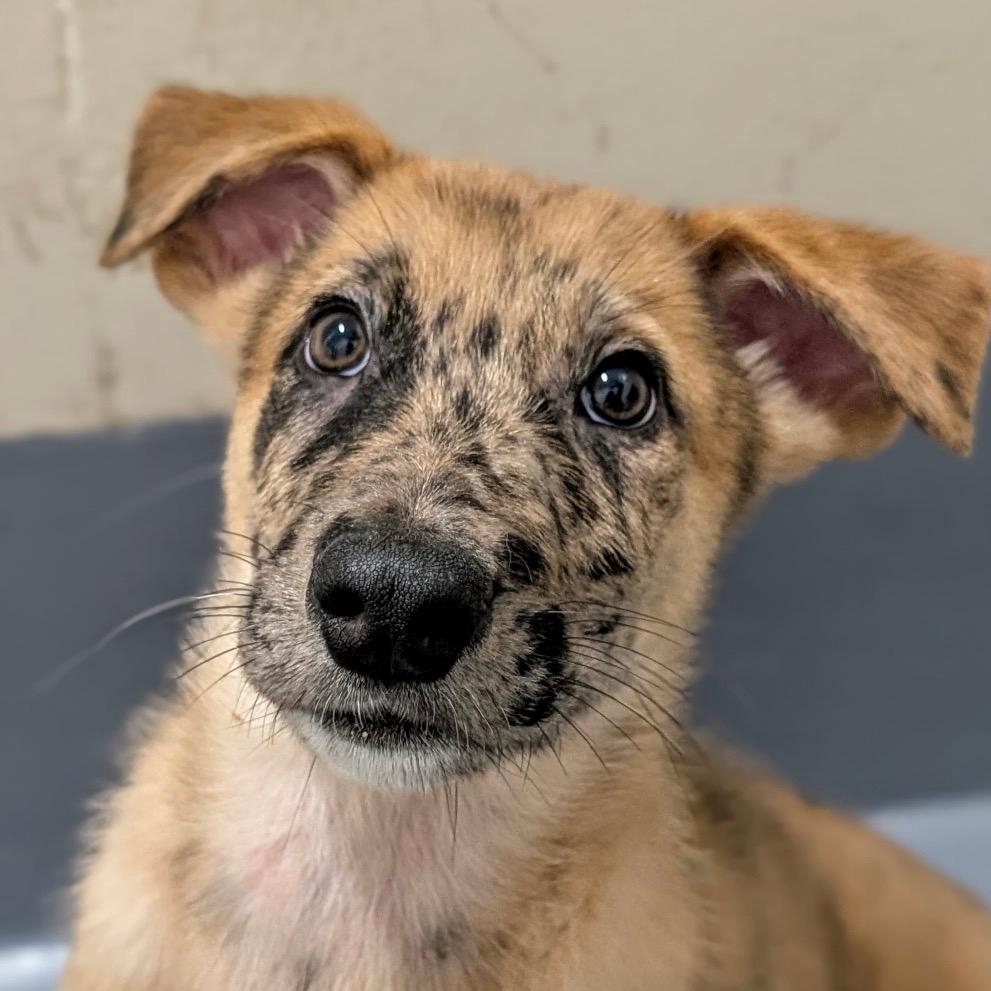 Duke (puppy) - ECAS