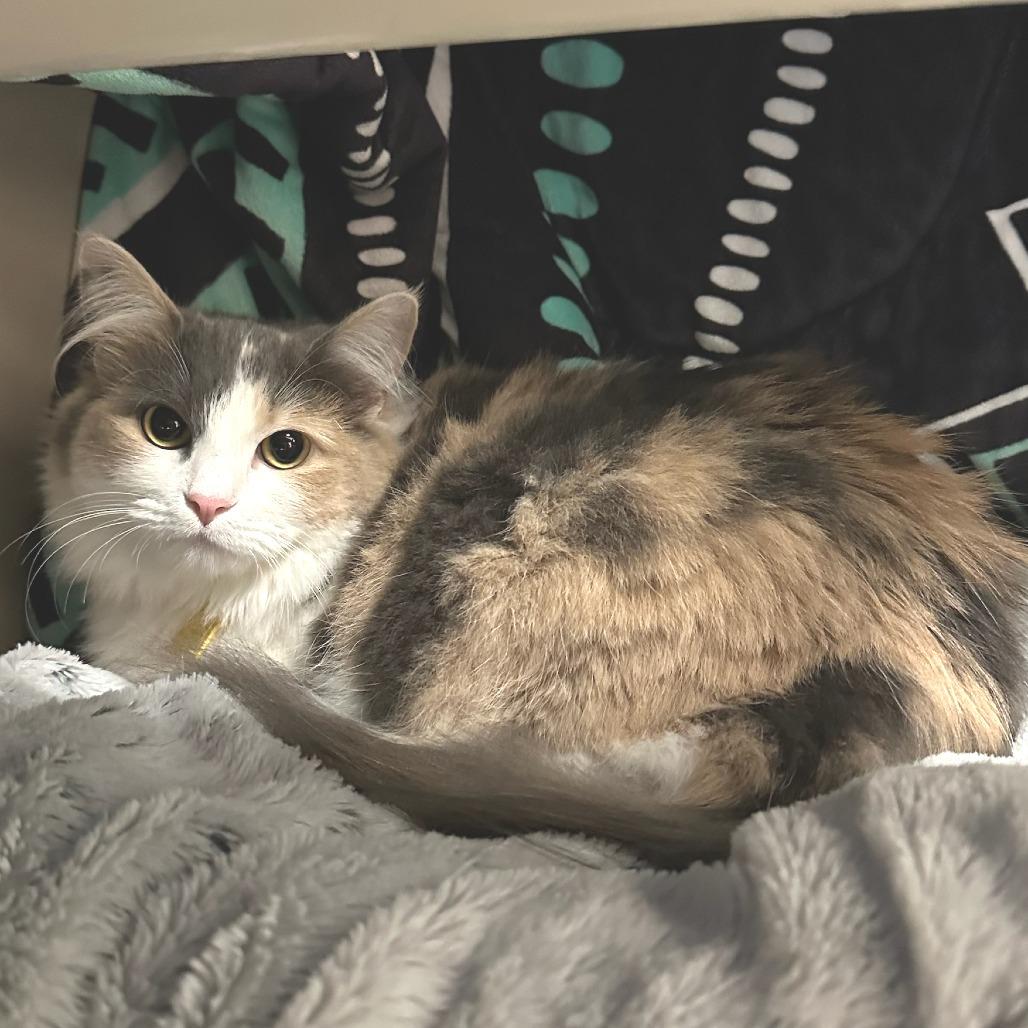 Mittens