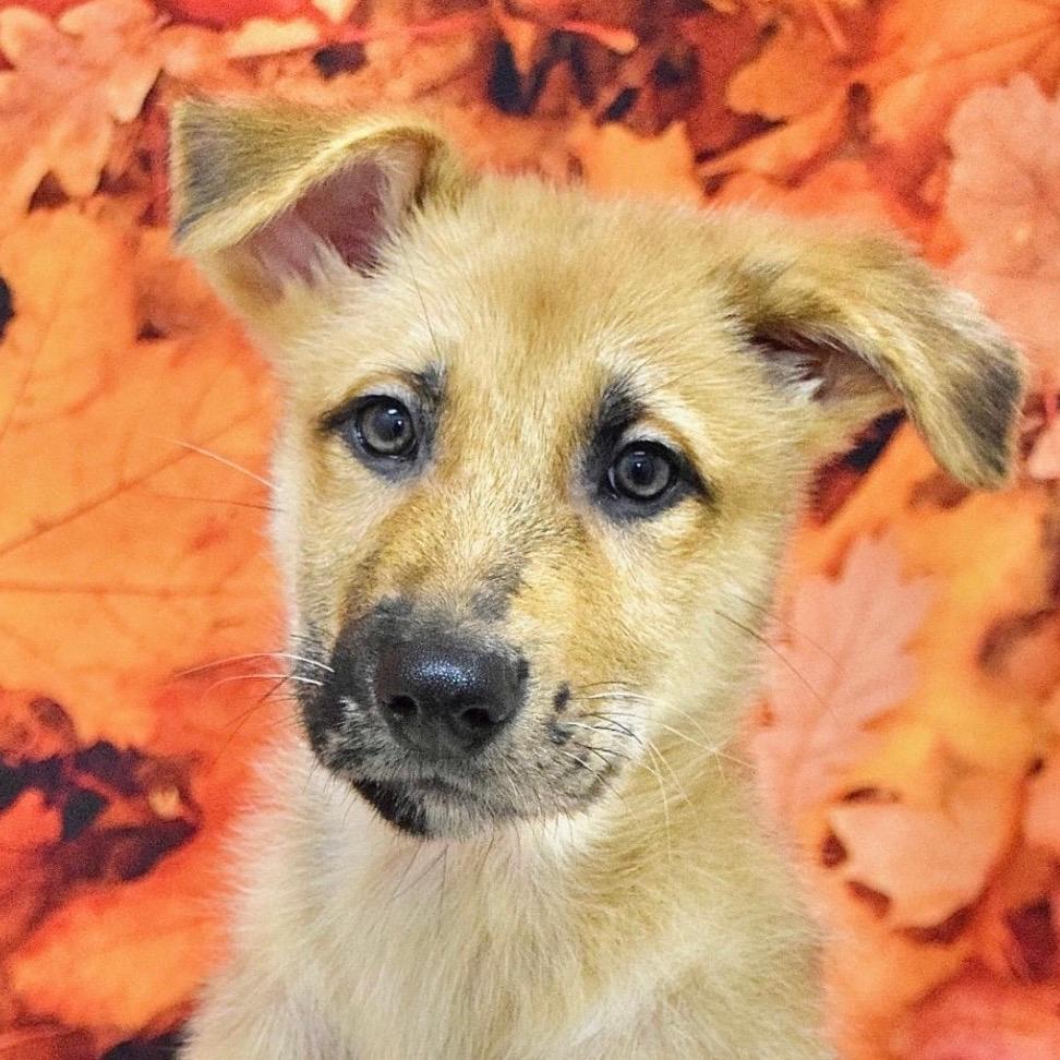 Woody (puppy) - ECAS