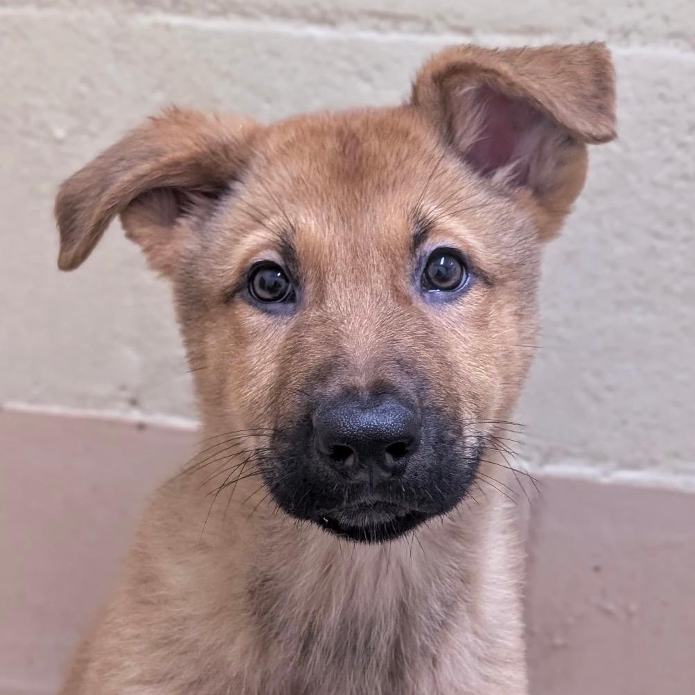 Slinky (puppy) - ECAS
