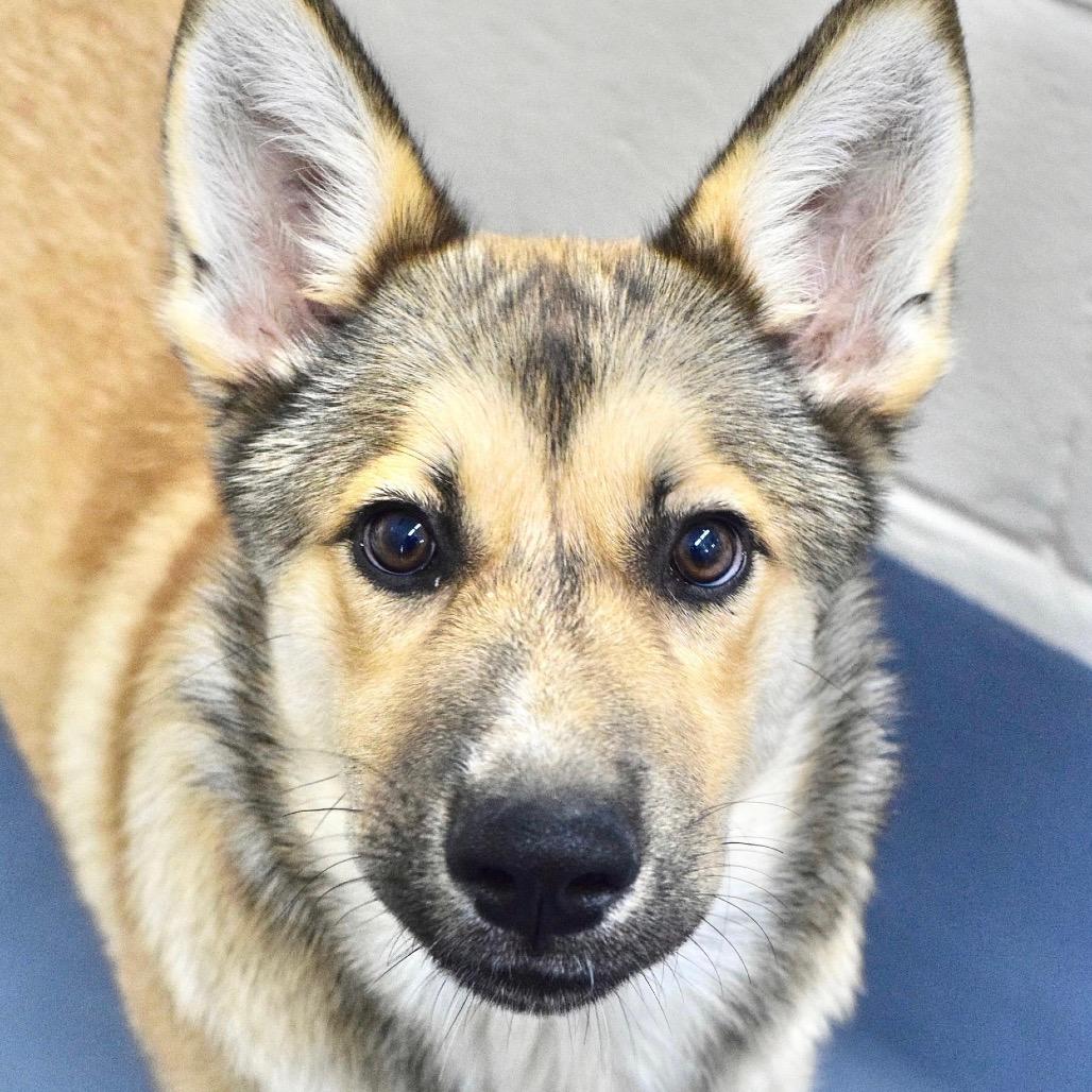 Lacey (puppy) - ECAS