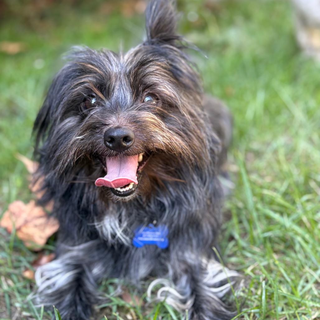 Ode - Adoption Pending