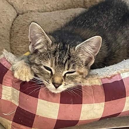 Tilly-in foster