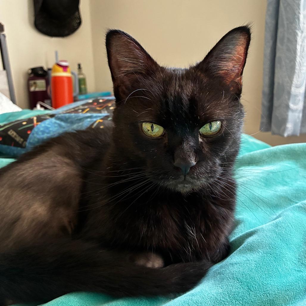 Sonya - IN FOSTER