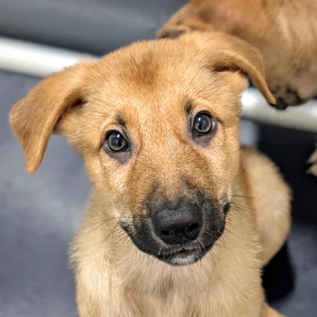Buzz (puppy) - ECAS