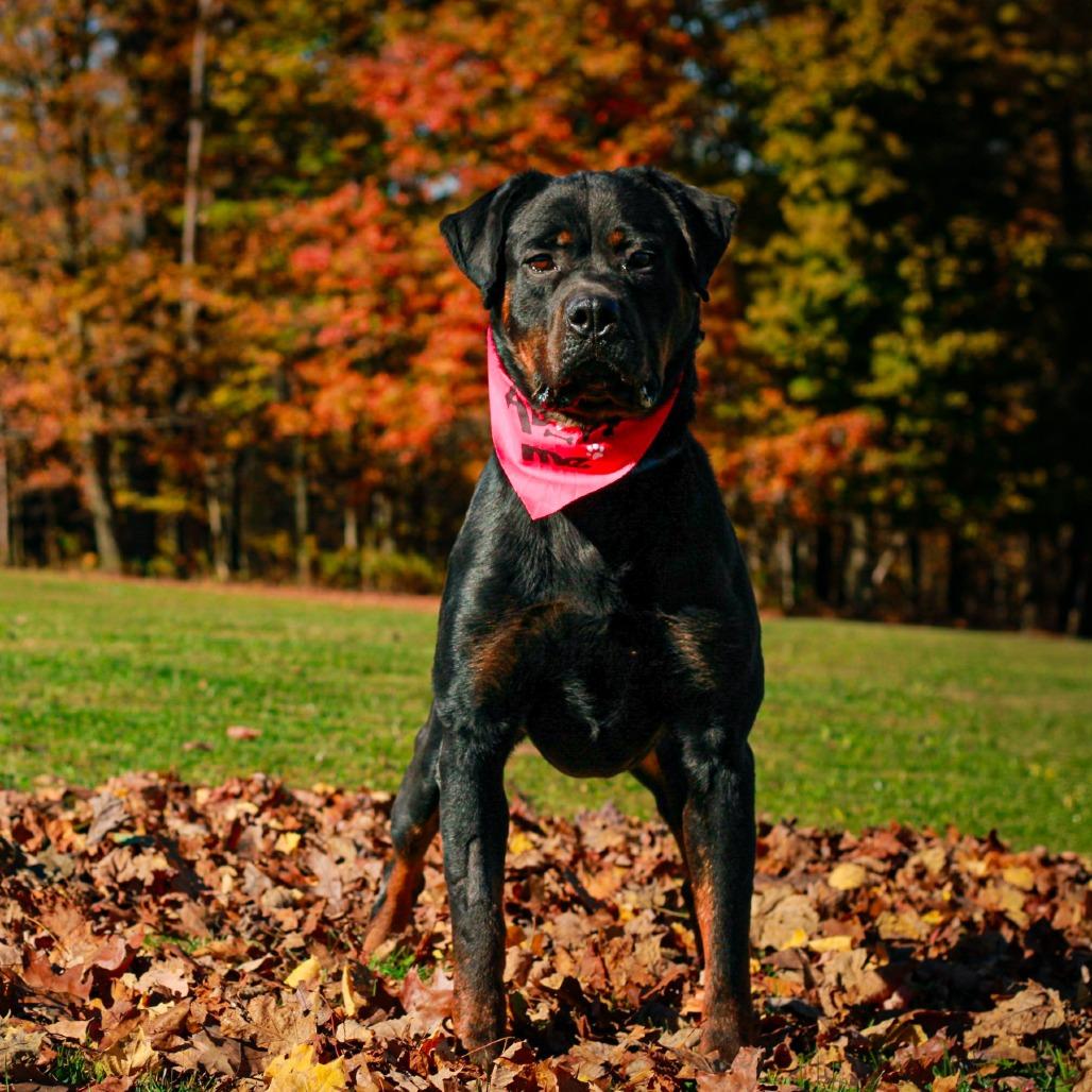 Odin