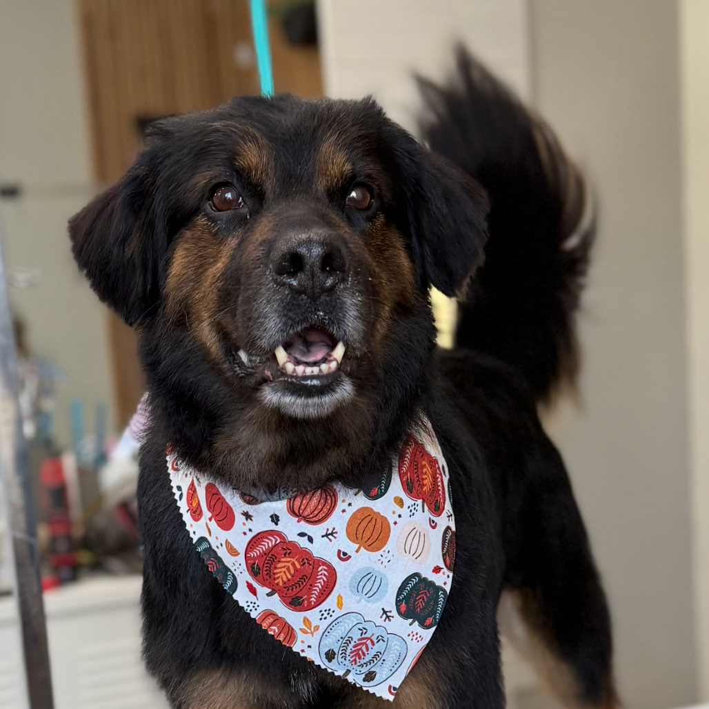 Chewie