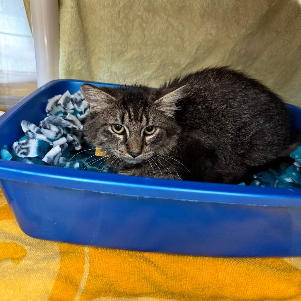 Swiffer-Spirit Kitten-Fee Waived!!