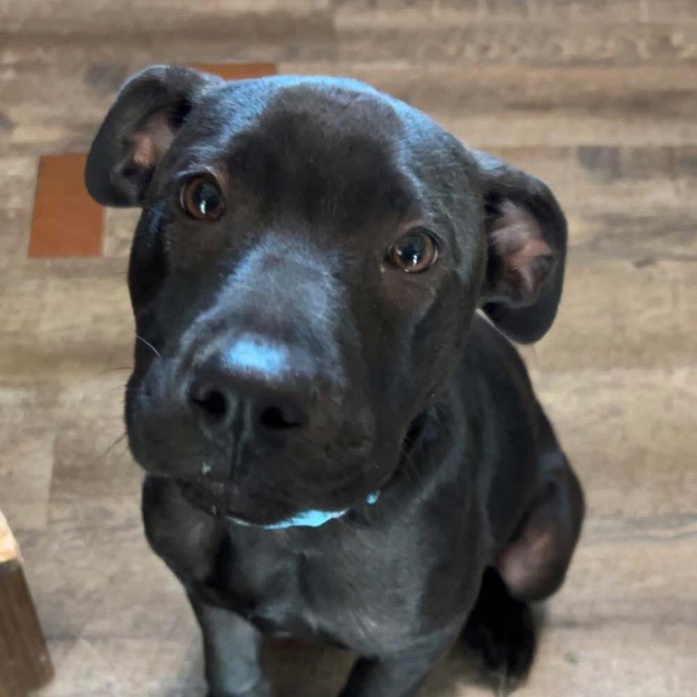 Rolo