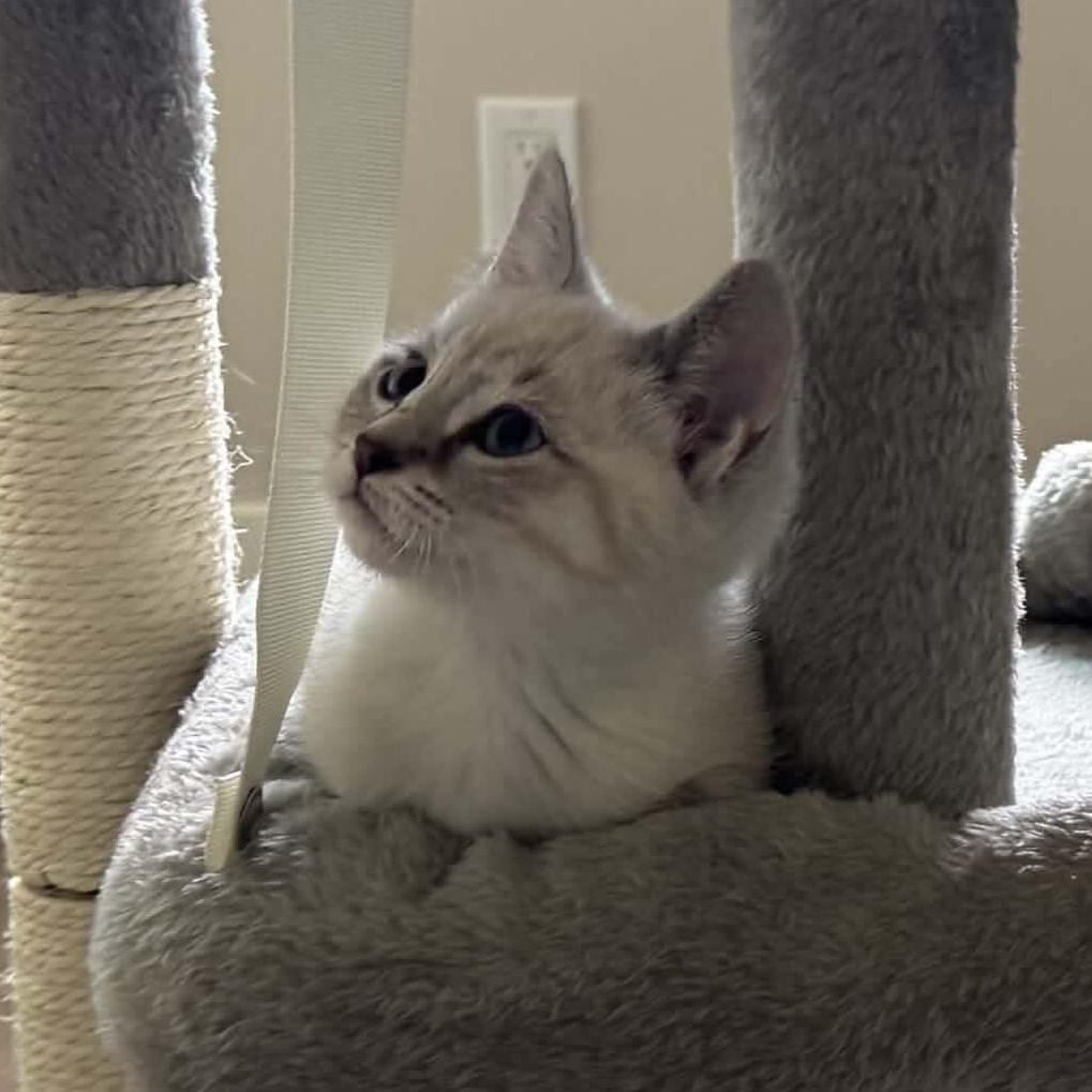 Bagel