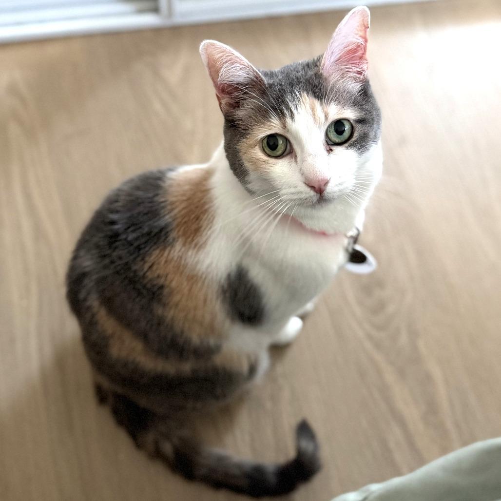 Kali