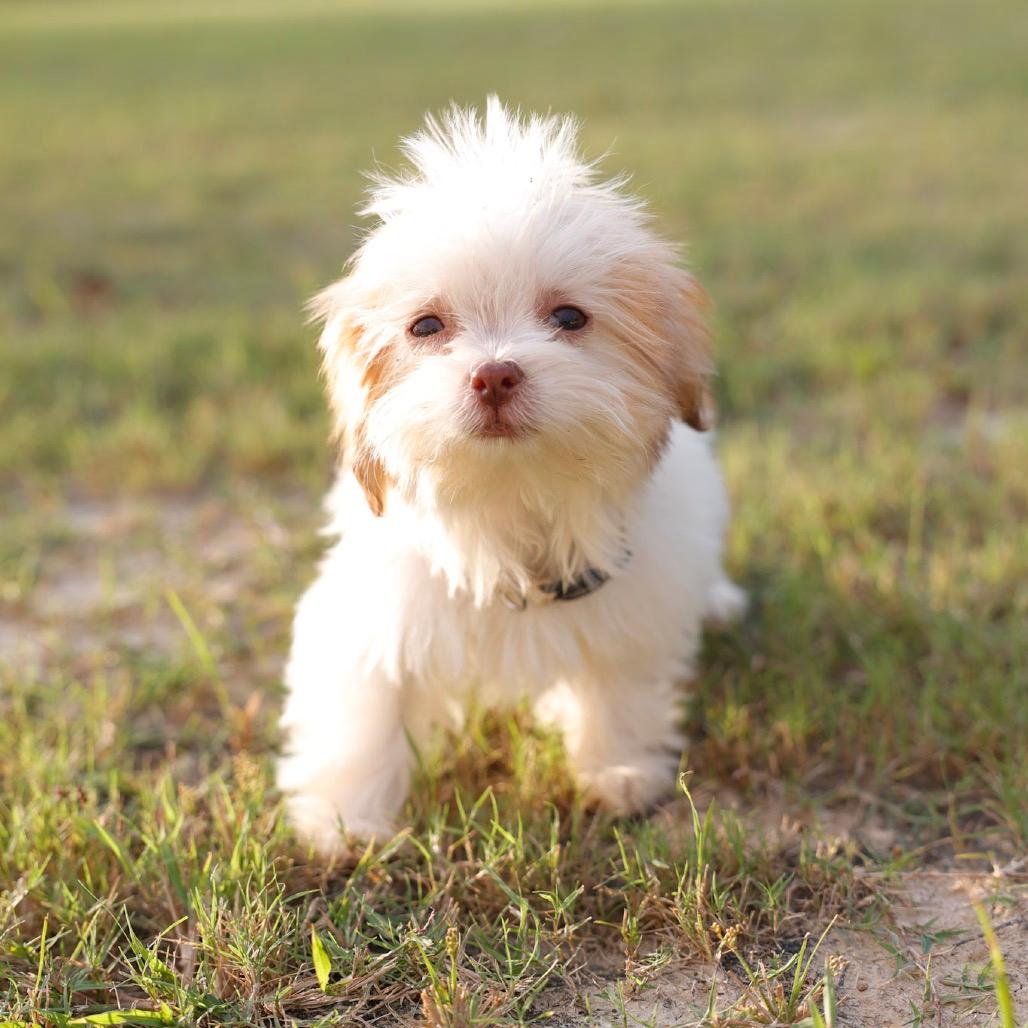 Bashful