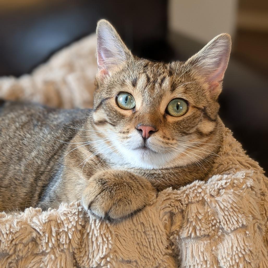 Cadbury