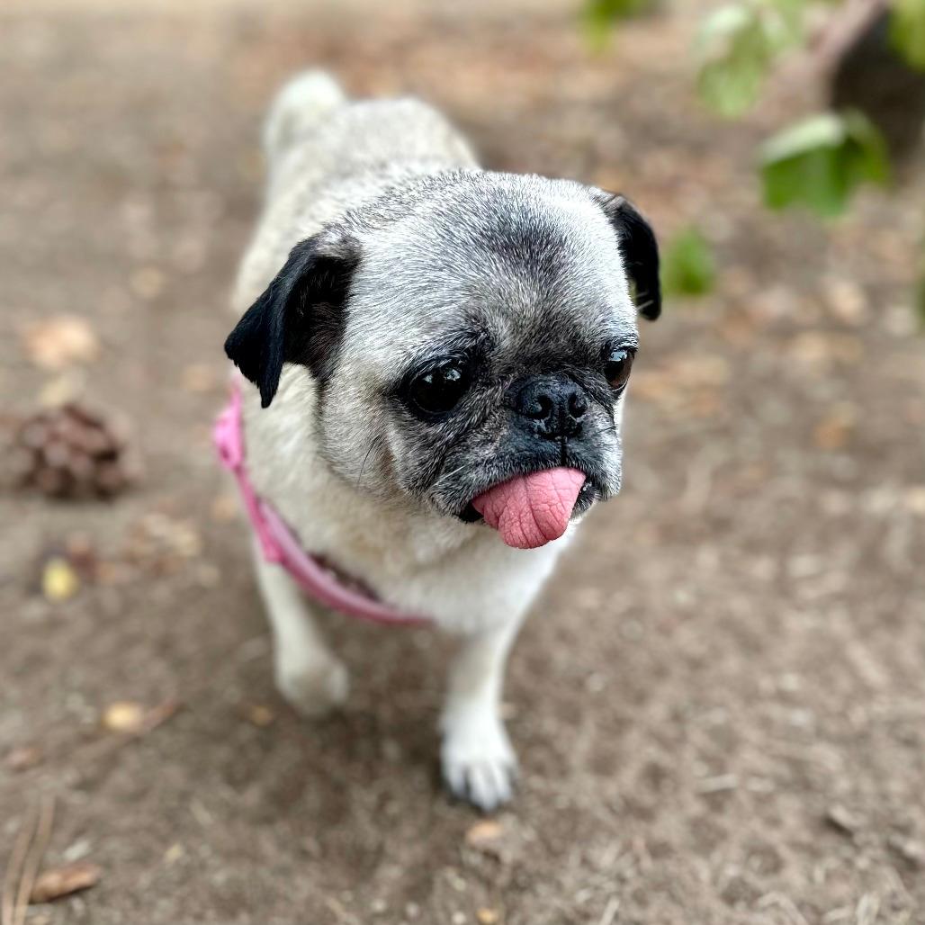 Pixel