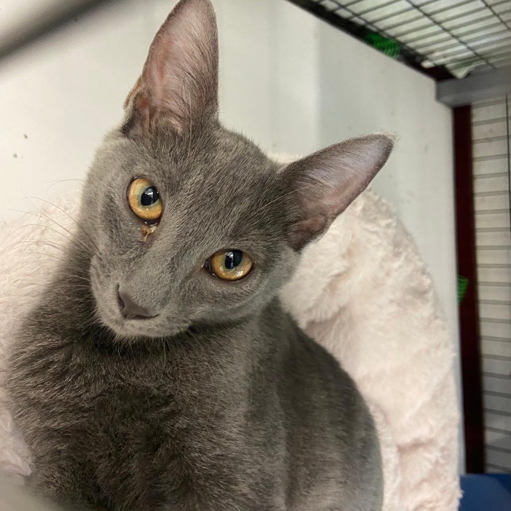 Tippy (bonded to Toffee)