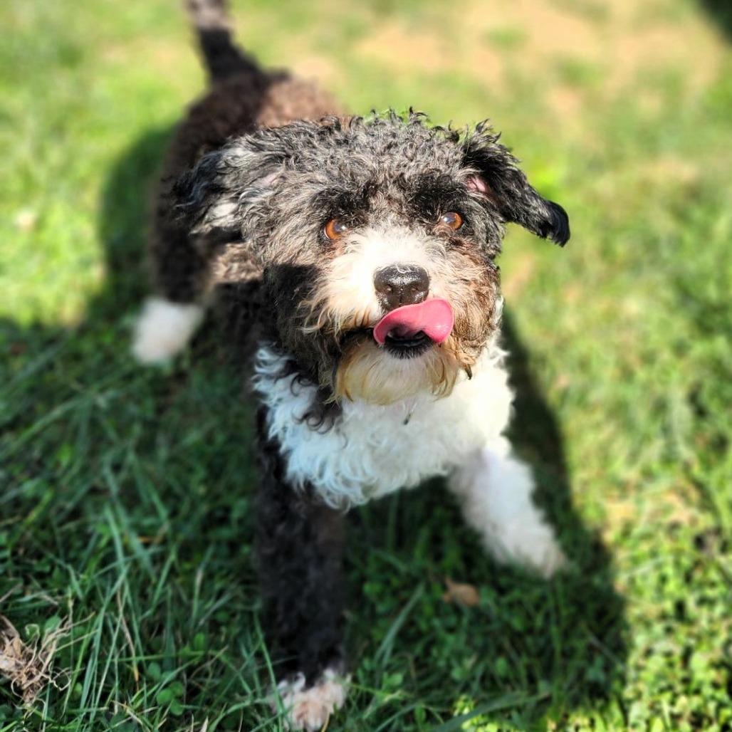 Agatha