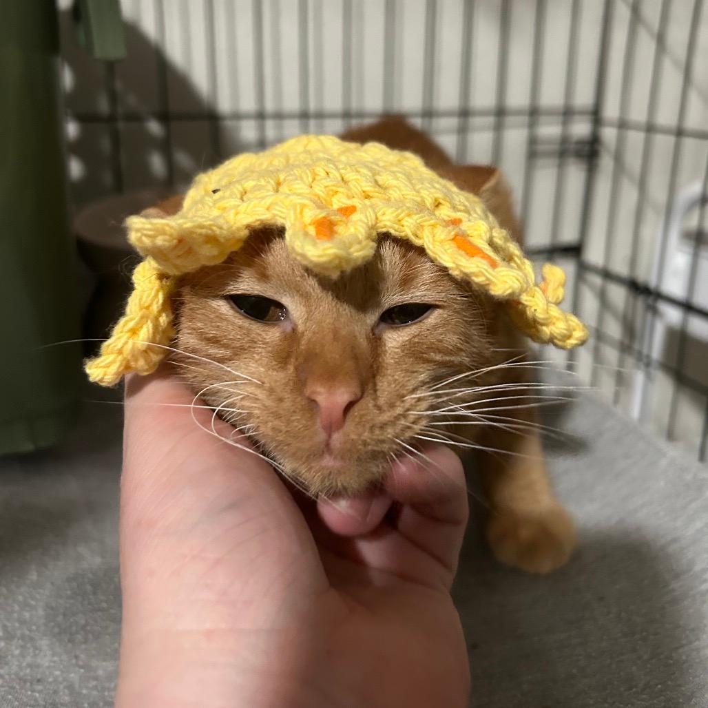 Biscuit