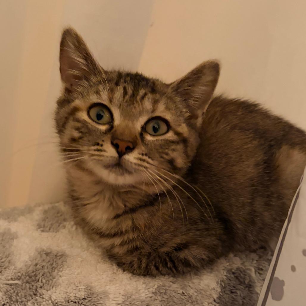 Griddle-in foster-Tiny Spirit Kitten