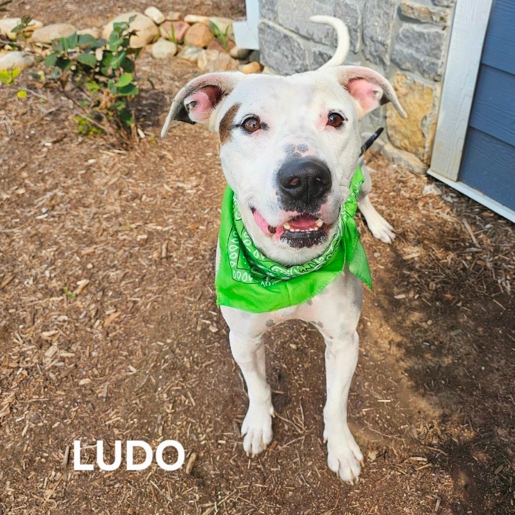 Ludo 