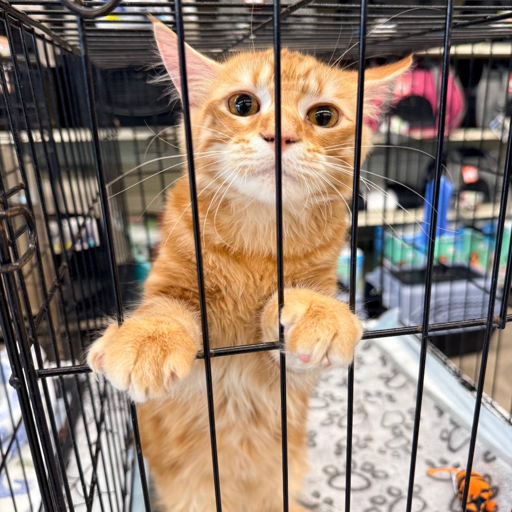 Crouton