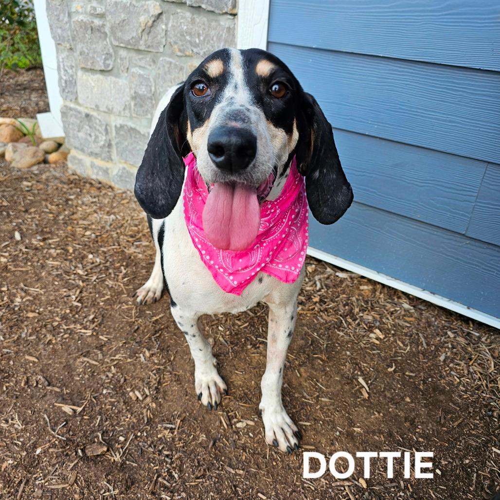 Dottie