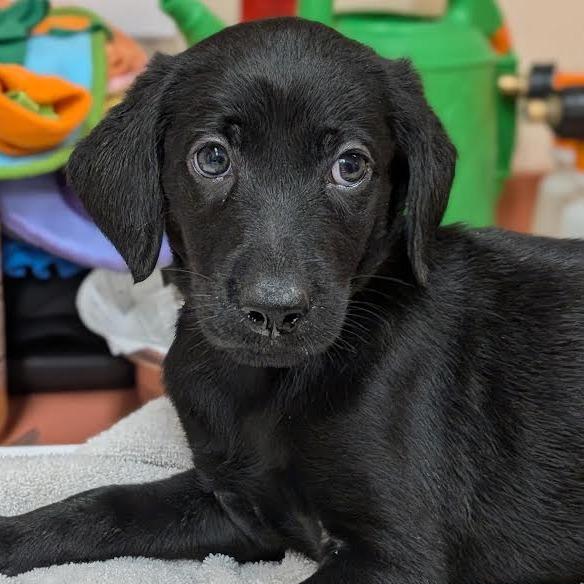 Kiara-In foster