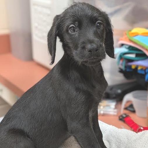 Baby Mufasa-In Foster