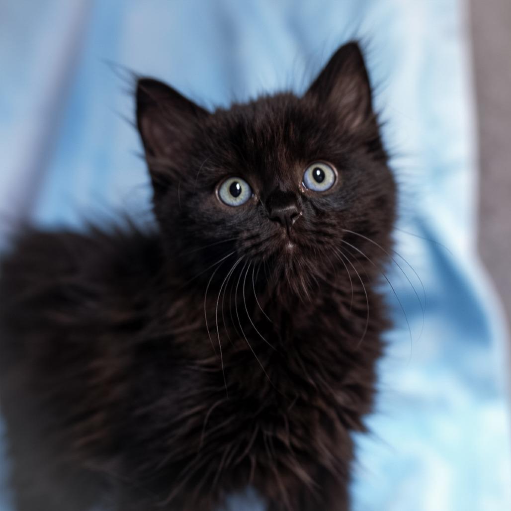 Ebony