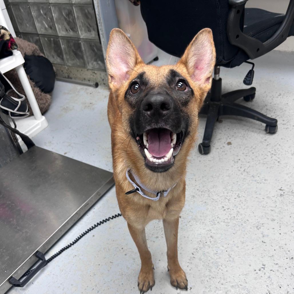 Stella