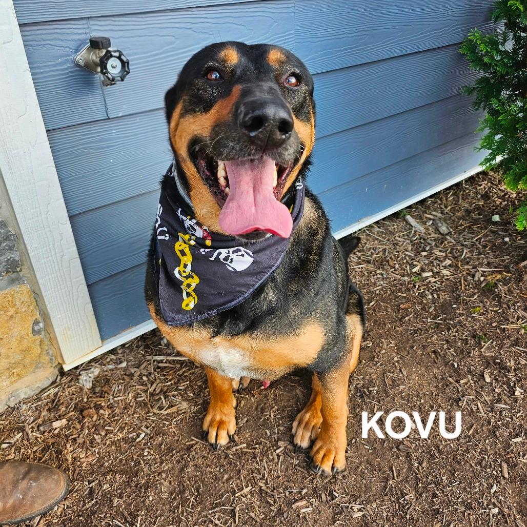 Kovu