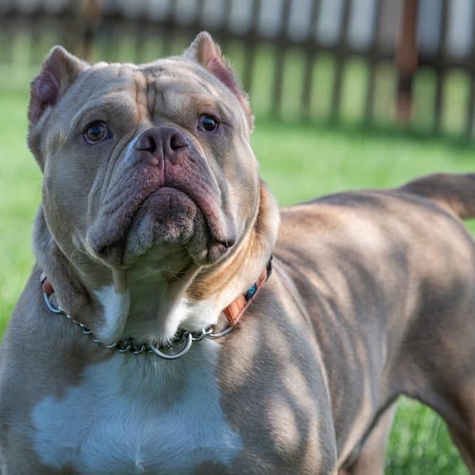 Capone (foster)