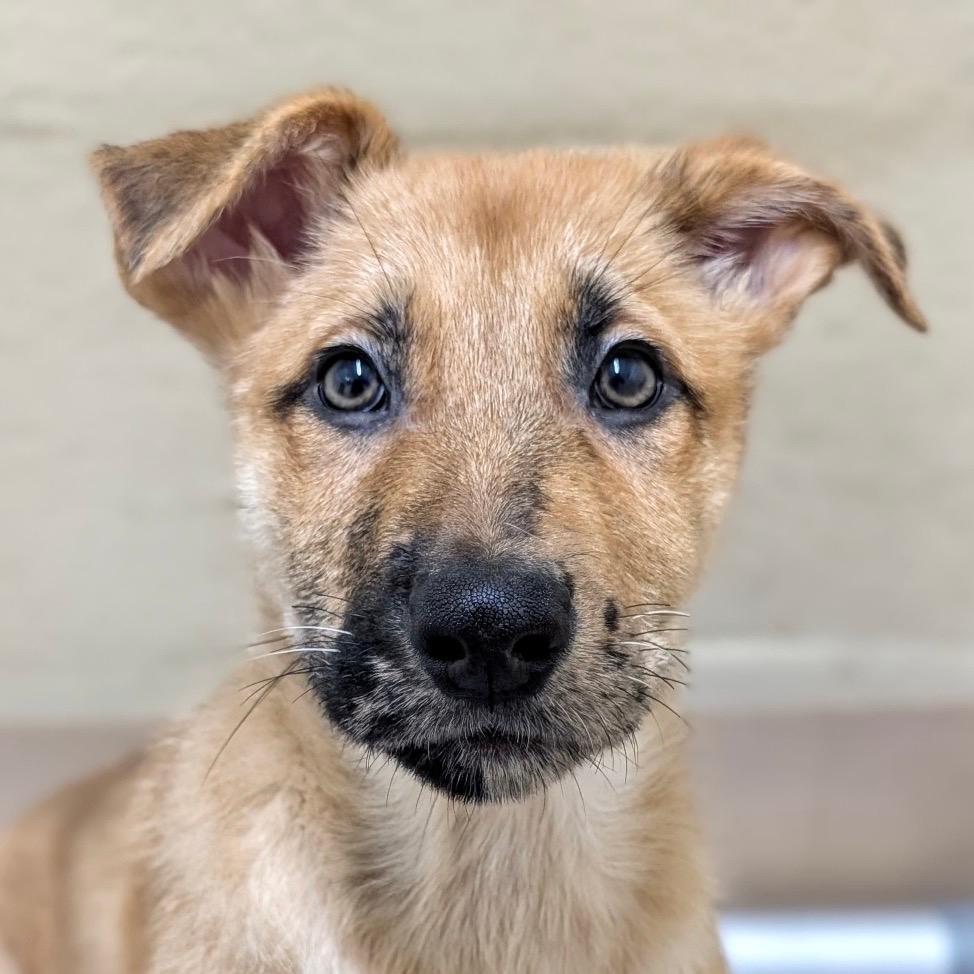 Woody (puppy) - ECAS