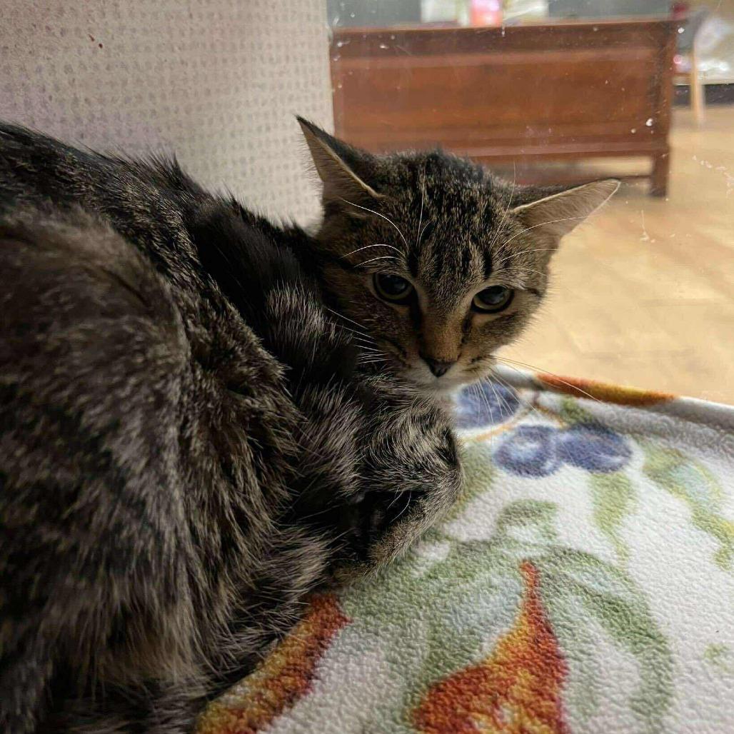 Tigerlilly *Meet me at Eagan Petsmart*