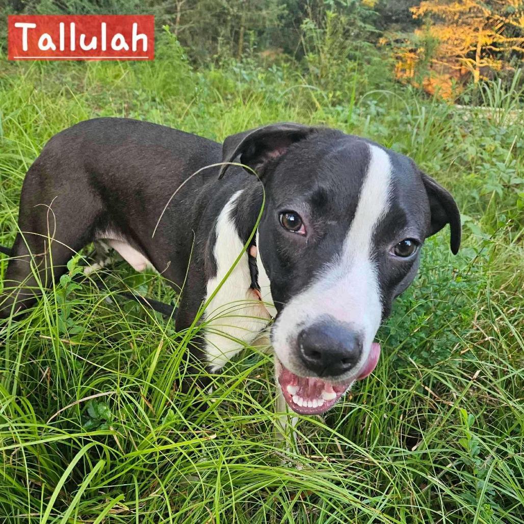 Tallulah