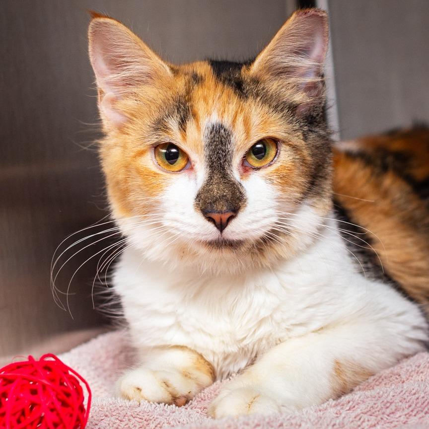 Sally Cat