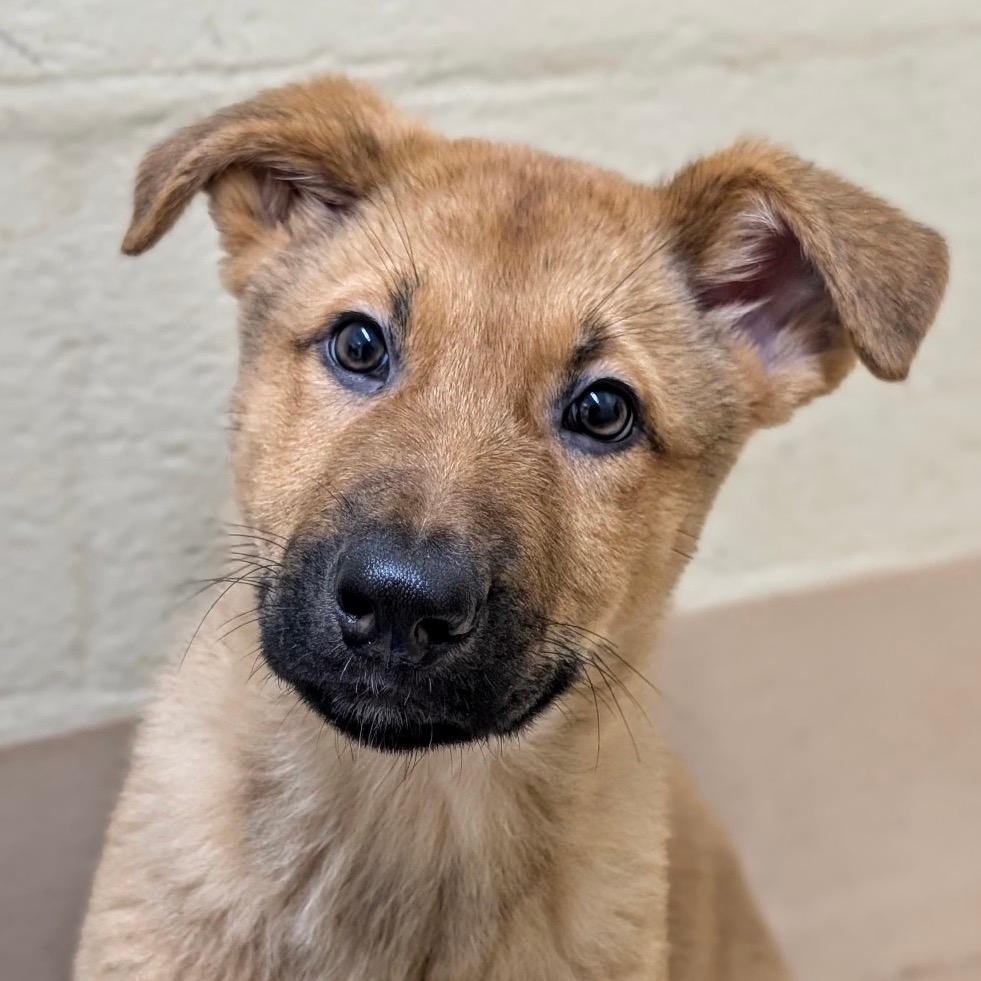 Slinky (puppy) - ECAS