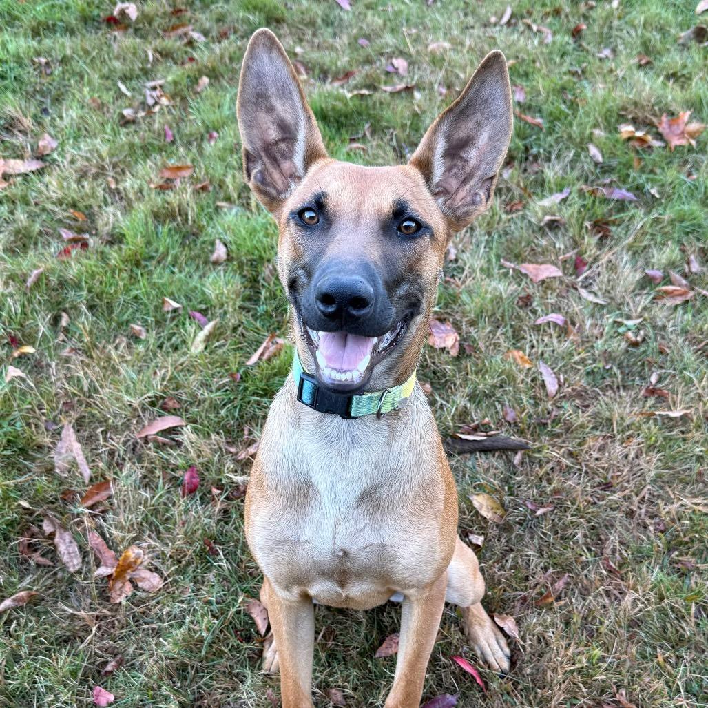 CT Hally (Foster in Tolland, CT)