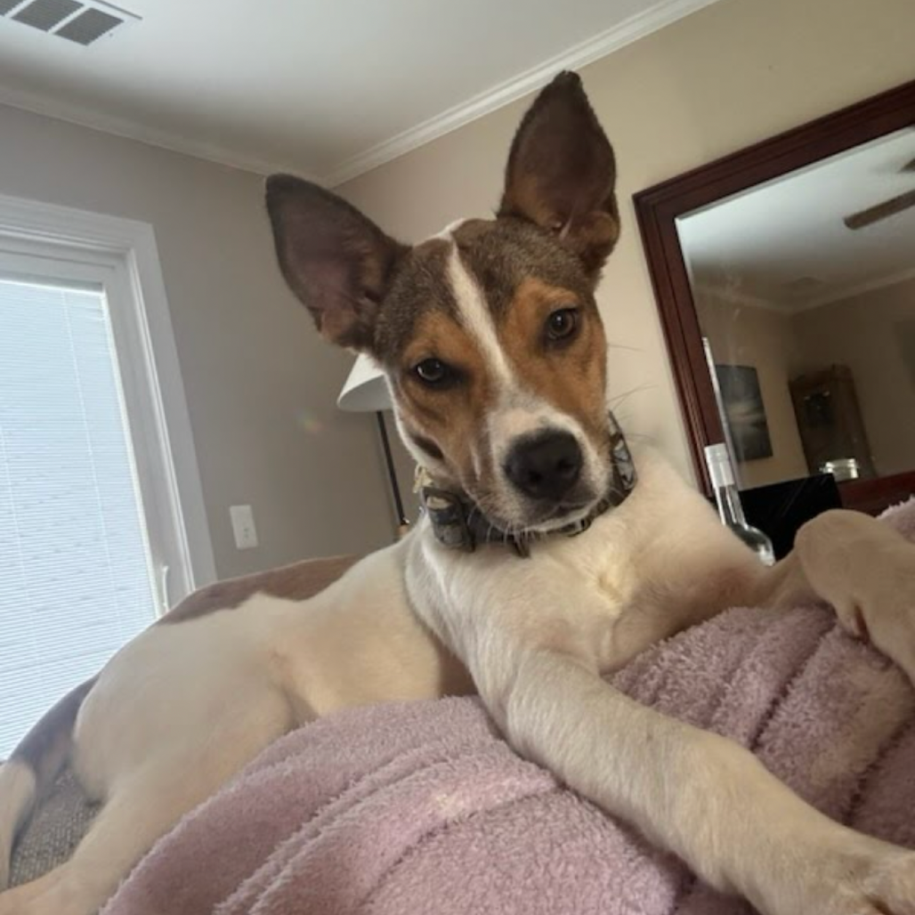 Arlo