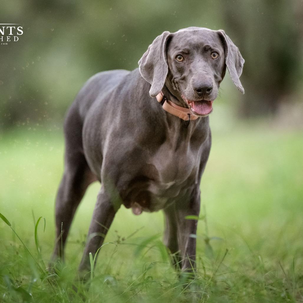 Zena