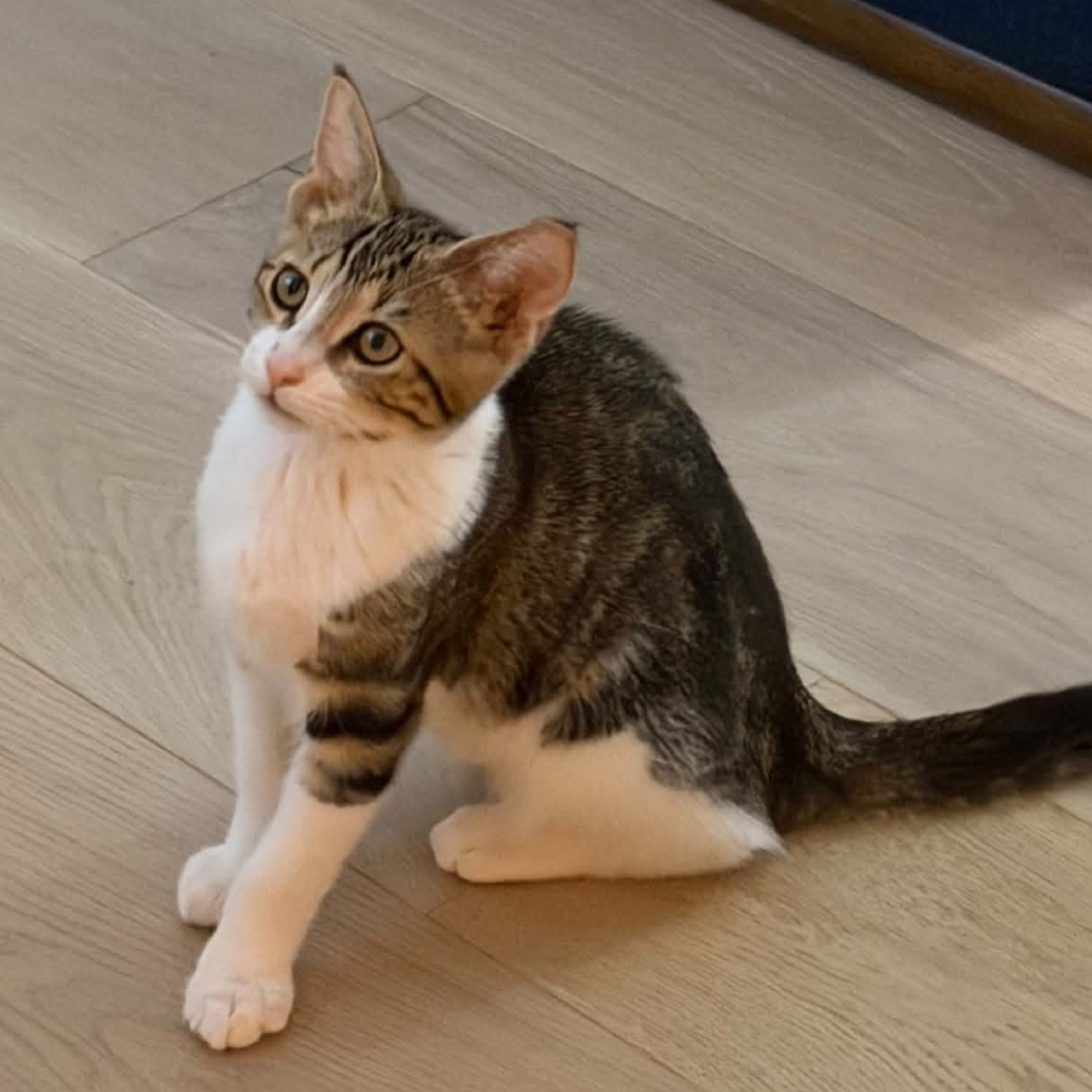 Jasper (Courtesy Post)