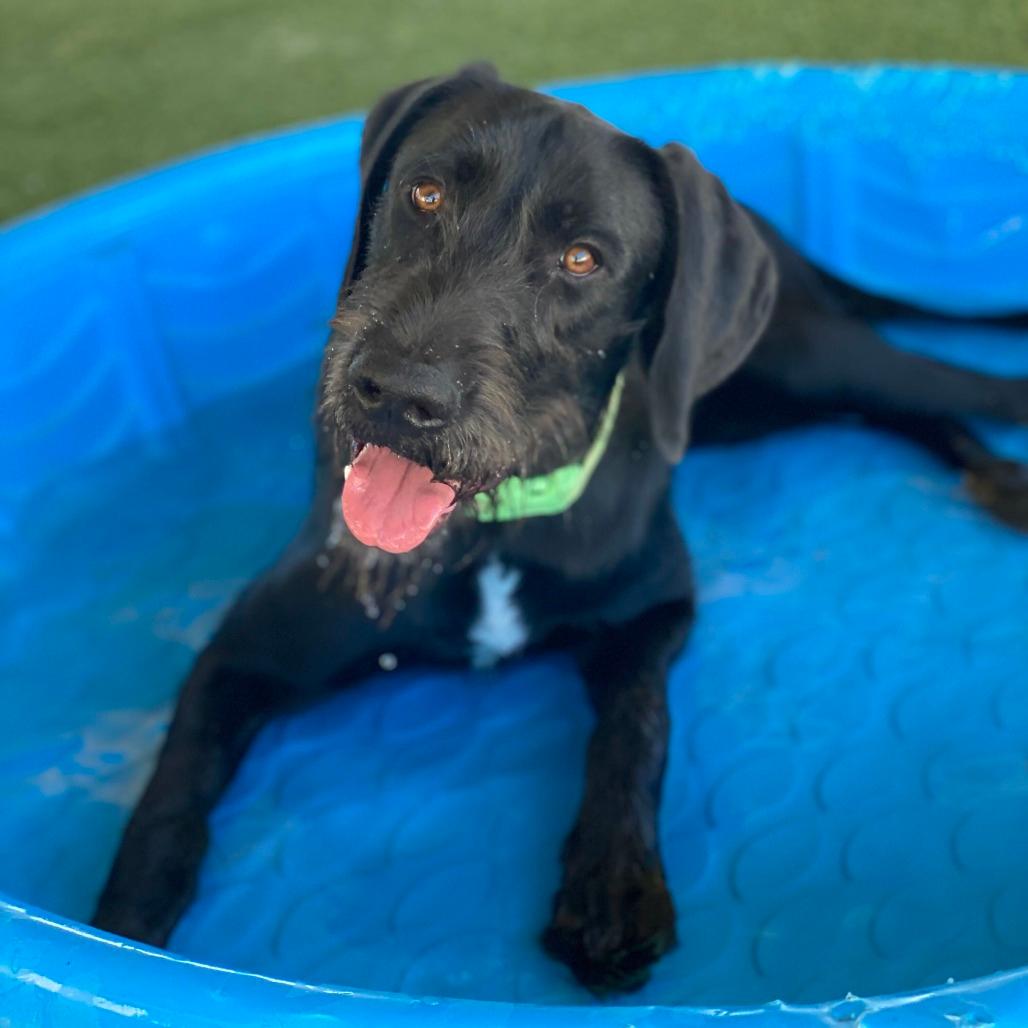 Sampson