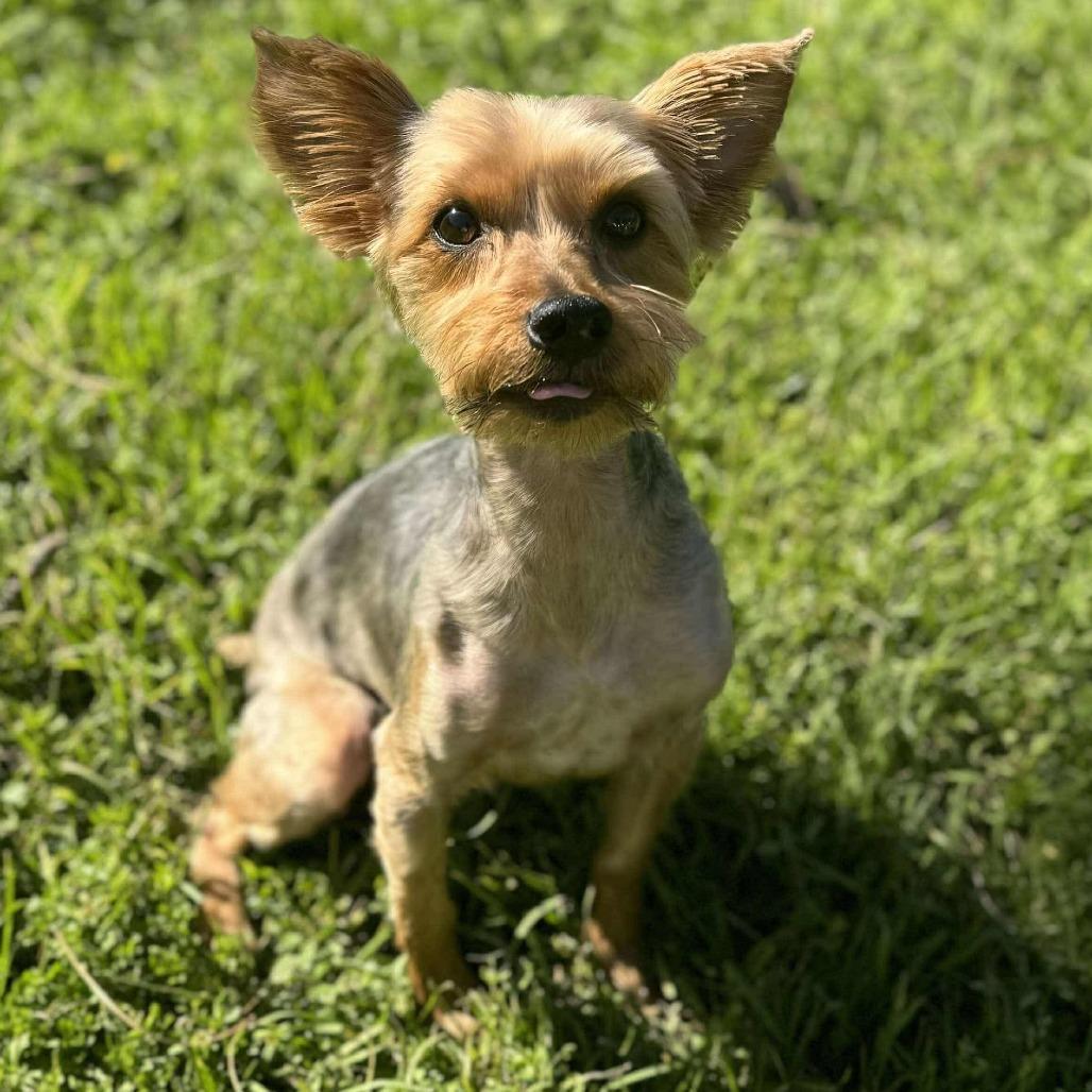 Bevo Ringo