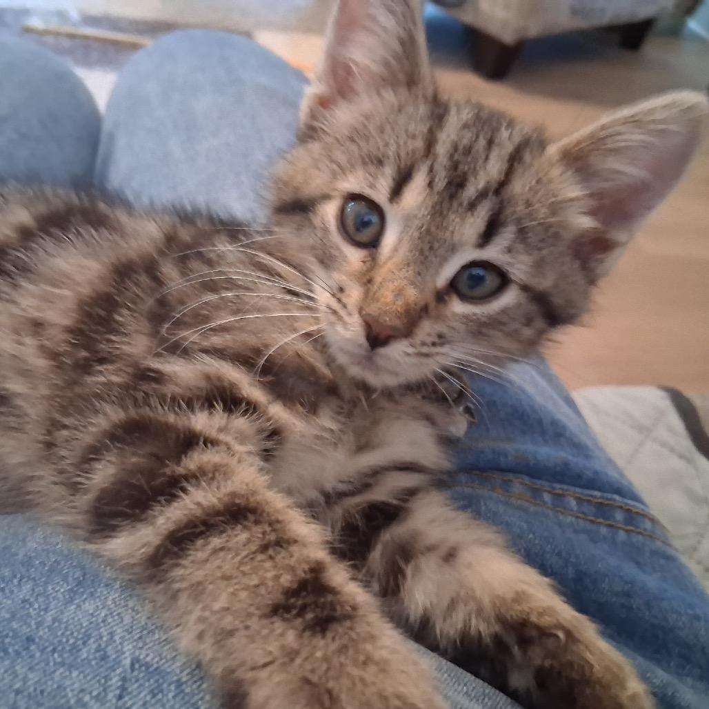 Romeo 