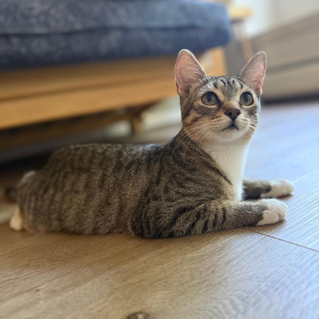 Hazel